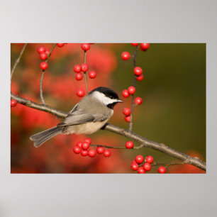 Poster Mésange de Caroline sur un buisson de Winterberry