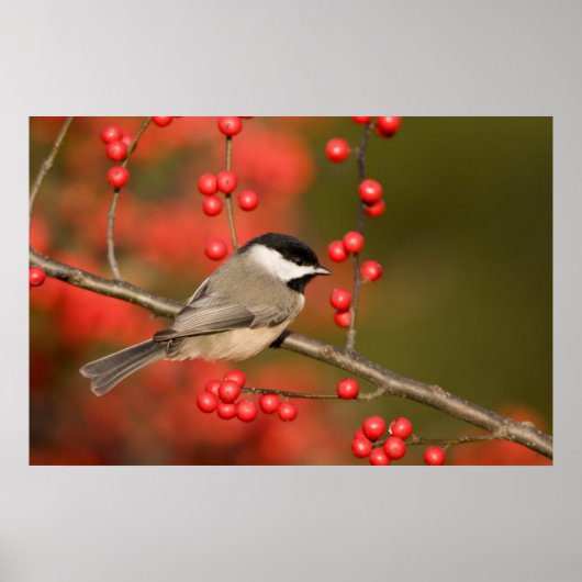 Poster Mésange de Caroline sur un buisson de Winterberry  (Devant)
