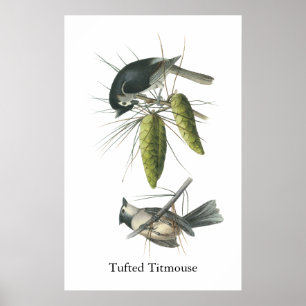 Poster Mésange tuftée, John Audubon