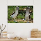 Poster met blauw-voetpootjes (Keuken)