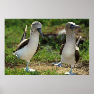 Poster met blauw-voetpootjes