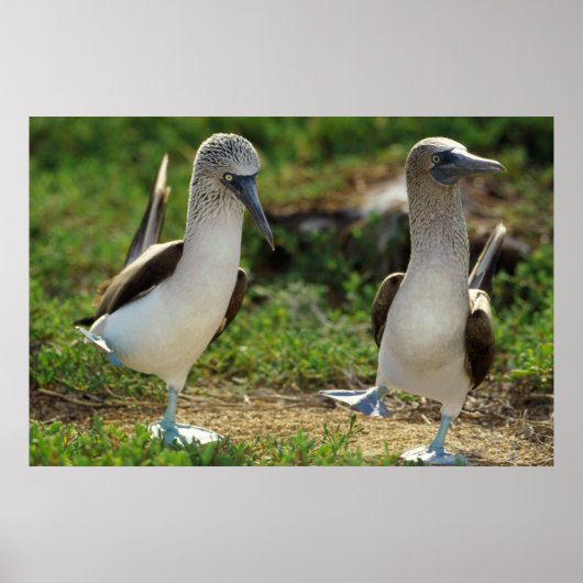 Poster met blauw-voetpootjes (Voorkant)