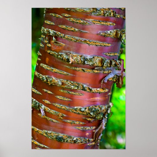 Poster met boomschors (Voorkant)