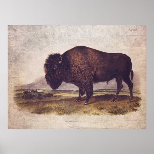 Poster met buffel of ontkoppelpapier (Voorkant)