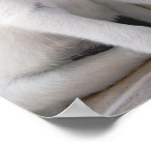 Poster met cute witte puppy (Hoek)