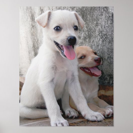 Poster met cute witte puppy (Voorkant)