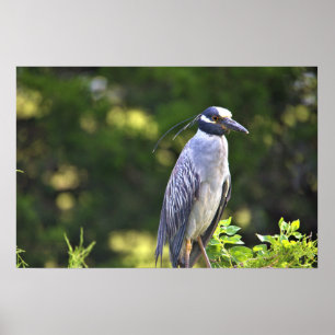 Poster met de geelbruin Night-Heron