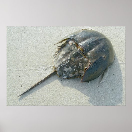 Poster met degenkrab (Voorkant)