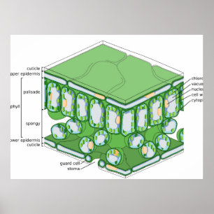 Poster met diagram van bladweefselstructuur en pla