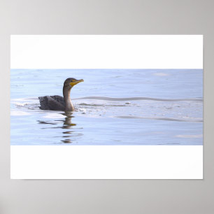 Poster met dubbelkuif-aalscholver vogel