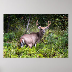 Poster met een witte buck