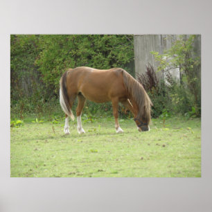 Poster met grazende kastanjebruine paard
