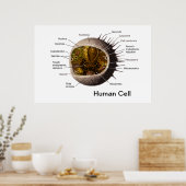 Poster met menselijke cellen (Keuken)