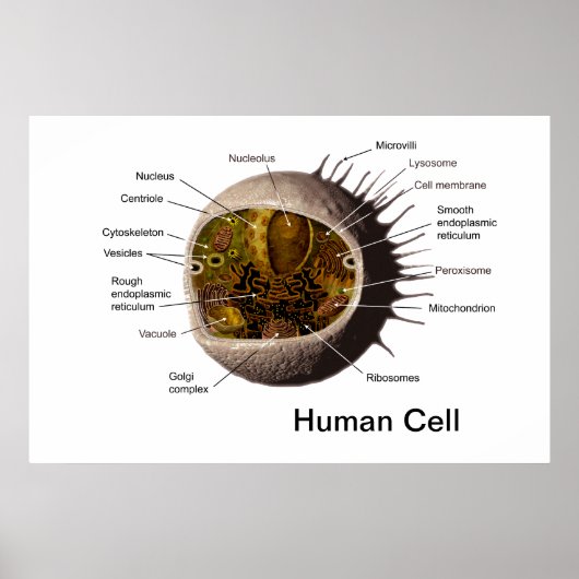 Poster met menselijke cellen (Voorkant)