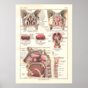 Poster met neus en sinussen voor anatomie in het F
