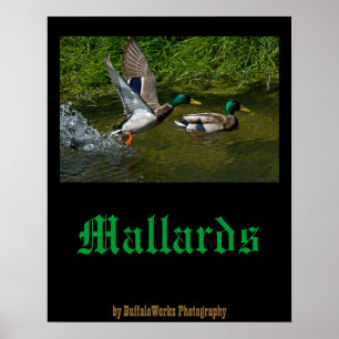 Poster met opvliegende wilde eend