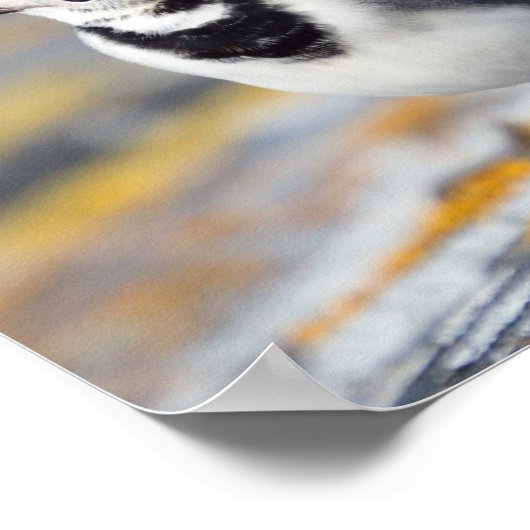 Poster met pijlstaart (Hoek)