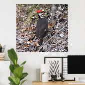 Poster met pileated Woodpecker Pecking (Thuiskantoor)