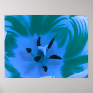 Poster met prachtige blauwe tulp