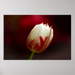 Poster met rode en witte tulp
