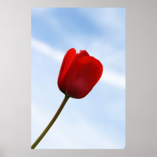 Poster met rode tulpen