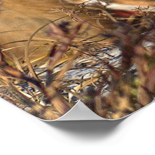 Poster met rode vos (Hoek)