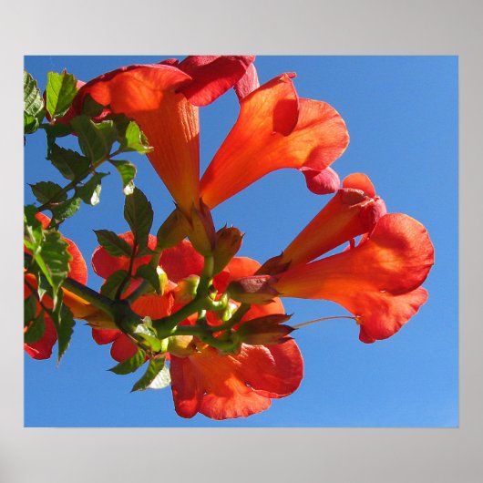 Poster met Trumpet Vine Flowers (Voorkant)