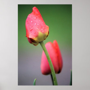 Poster met twee roze tulpen