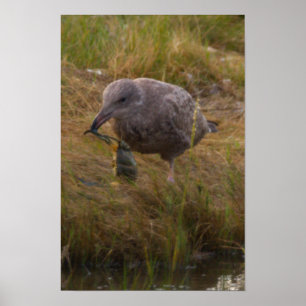 Poster met vogel die krab vangt