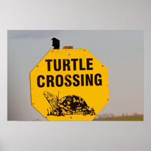 Poster met vogel op Schildpad Overstekend Bord