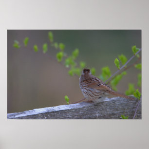 Poster met vogelbaars