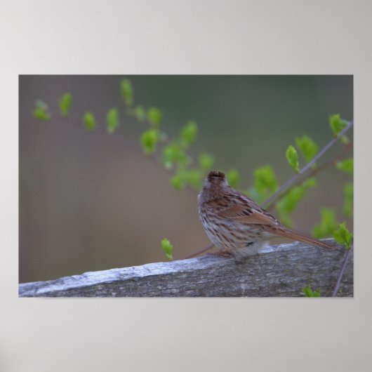 Poster met vogelbaars (Voorkant)