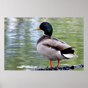 Poster met wilde eend