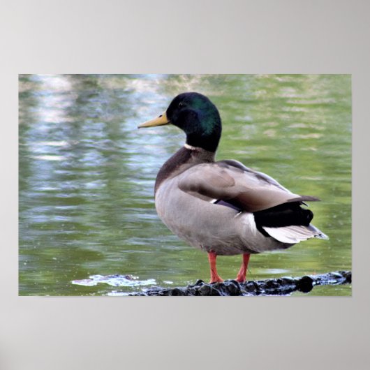Poster met wilde eend (Voorkant)