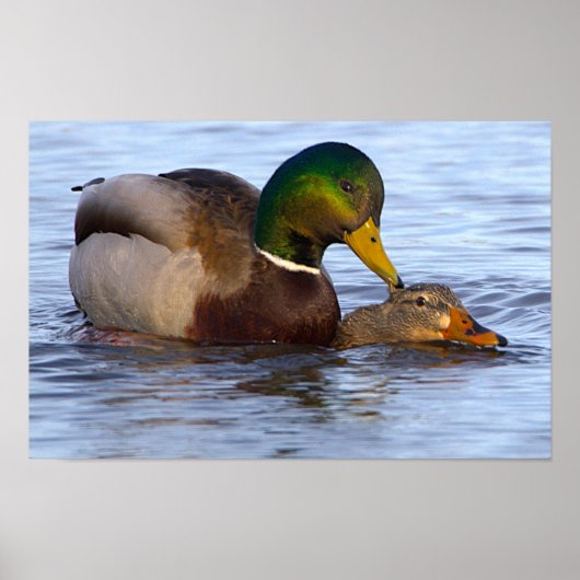 Poster met wilde eenden (Voorkant)