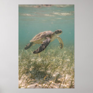 Poster met zeeschildpad boven zeegras in koraalbla