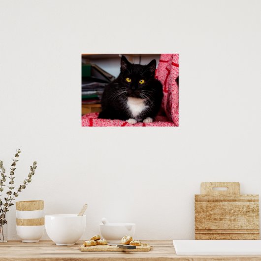 Poster met zwarte en witte katjes (Keuken)