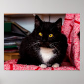 Poster met zwarte en witte katjes (Voorkant)