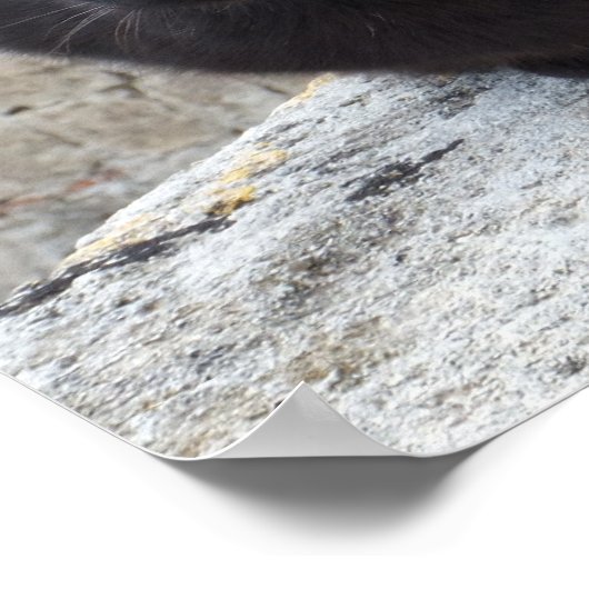 Poster met zwarte kat (Hoek)