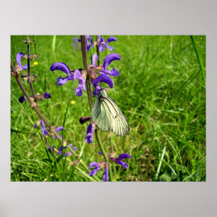 Poster met zwarte veinen witte vlinder