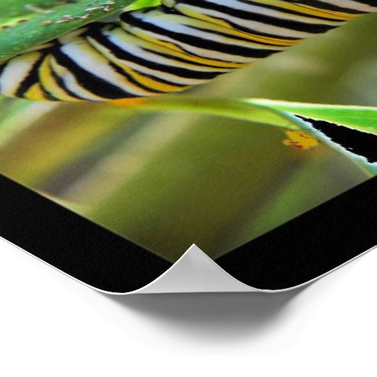 Poster Métamorphose (Coin)