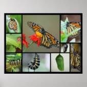 Poster Métamorphose (Devant)