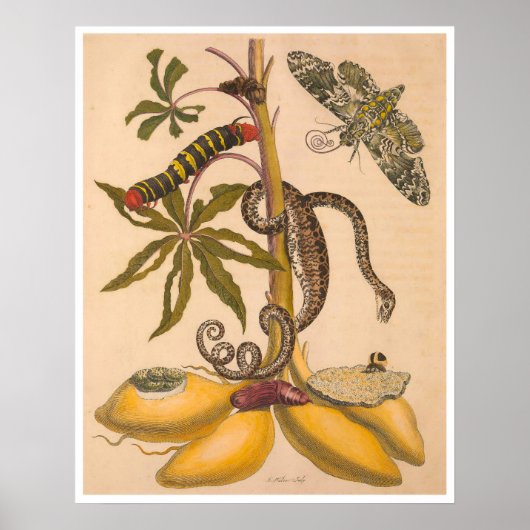 Poster Métamorphose Insectorum Surinamensium Imprimer (Devant)