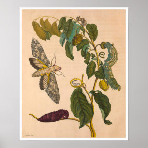 Poster Métamorphose Insectorum Surinamensium Imprimer