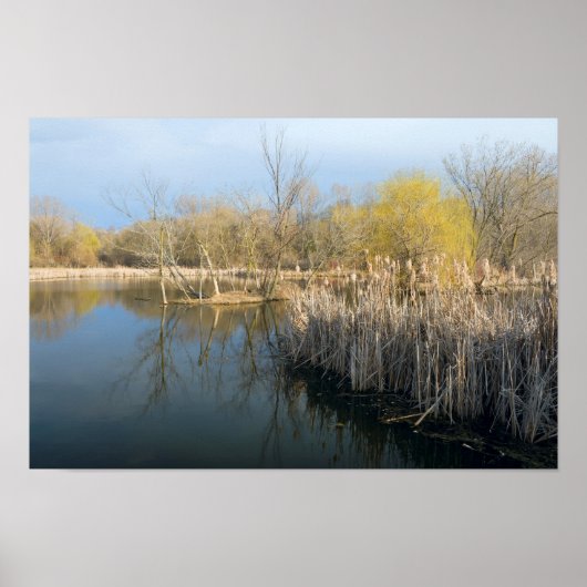 Poster Métaux roseaux et arbres dans l'ouest de Saint Pau (Devant)