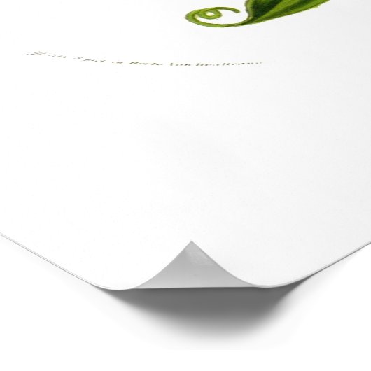 Poster Méthonica plantii (Gloriosa superba) (Coin)