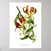 Poster Méthonica plantii (Gloriosa superba) (Devant)