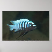 Poster Metriaclima zebra [Chinyamwezi] (Devant)