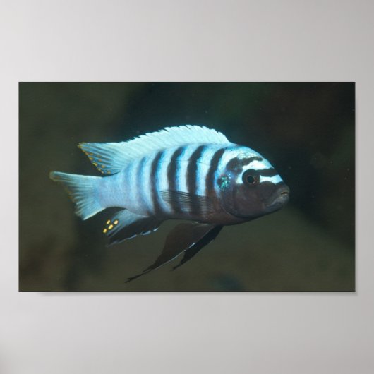 Poster Metriaclima zebra - Chinyamwezi, lac Malawi (Devant)
