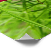 Poster Mexican aster flower with a Doris Longwing  (Coin)